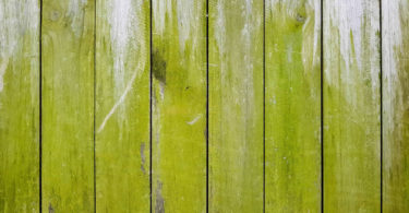 Terrasse verte